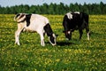 Cow on flower meadow. Royalty Free Stock Photo